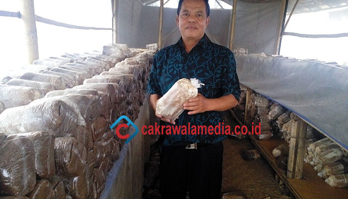 Dari Limbah, Warga Cisarua KBB Punya Mesin Uang Jamur Tiram