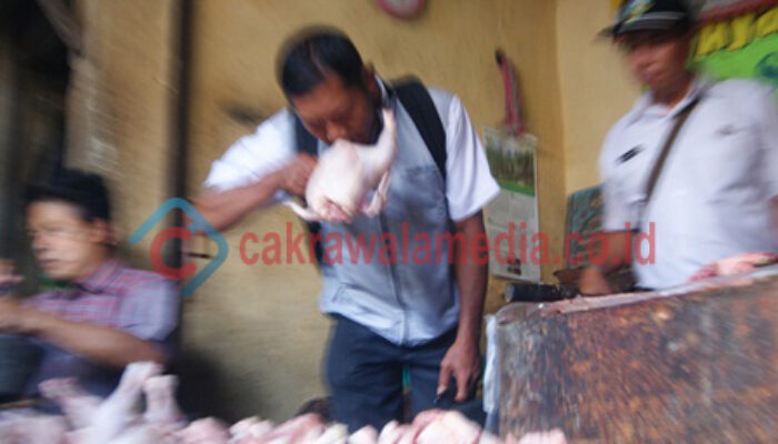 Antisipasi Lonjakan Harga, Indag Kab Tasikmalaya Siapkan 5000 Ekor Sapi