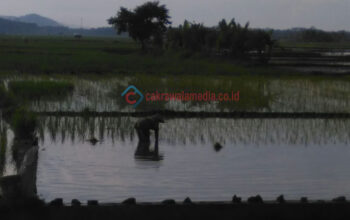 Pasca Menjalani Operasi Suara, Bupati Pangandaran Mulai Bekerja Kembali