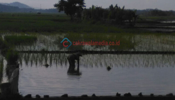 Pasca Menjalani Operasi Suara, Bupati Pangandaran Mulai Bekerja Kembali