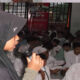 Shaum Sunnah, Laskar Langit dan Generasi Harapan Ummat