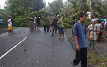 Angin Kencang Melanda Pangandaran Hingga Tumbangkan Pohon Raksasa