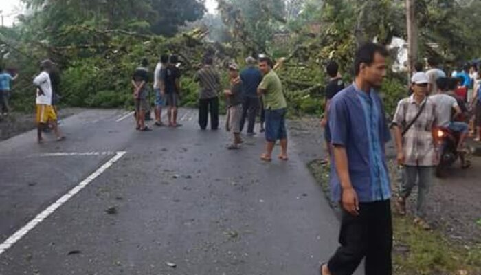 Angin Kencang Melanda Pangandaran Hingga Tumbangkan Pohon Raksasa