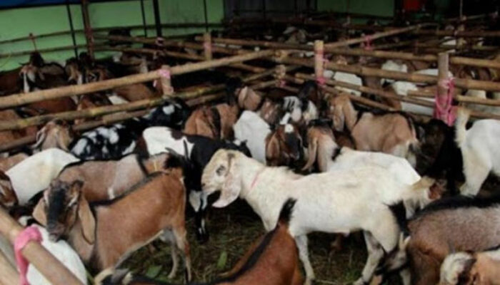 Diskopindagtan Siapkan 3 Ribu Kalung Sehat Hewan Kurban