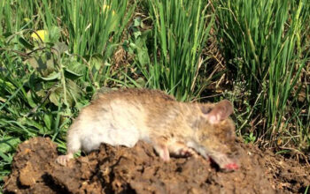 Rugikan Petani di Kota Cimahi, Ratusan Tikus Mati Dibasmi