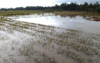 Sungai Citanduy Meluap, Ratusan Rumah Warga Pangandaran Terendam Banjir