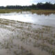 Sungai Citanduy Meluap, Ratusan Rumah Warga Pangandaran Terendam Banjir