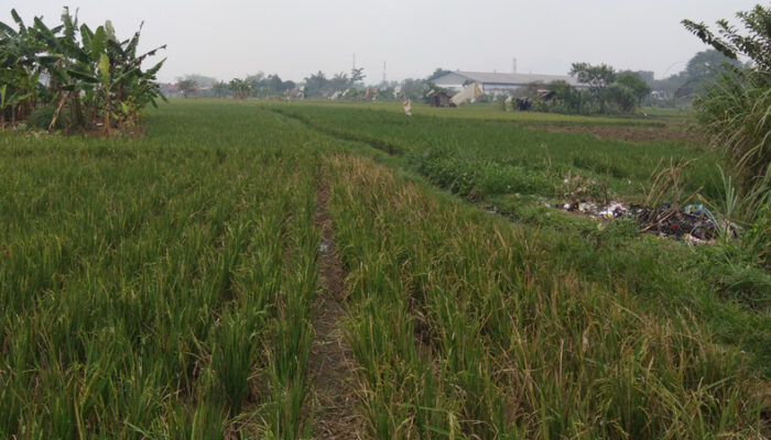 Tikus Serang Sawah, Panen Terancam Gagal dan Berujung Kerugian Petani di Cimahi