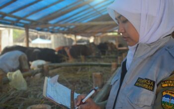 Dinas Peternakan Jamin Sapi Kurban di Kab Tasikmalaya Bebas Virus Jembrana