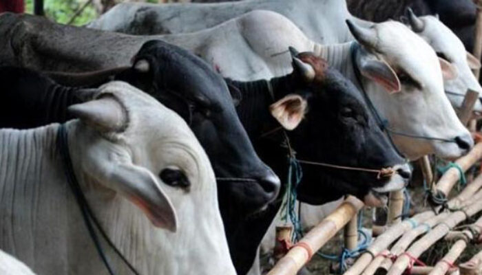 Petugas Temukan Cacing Dalam Hati 7 Ekor Sapi Kurban