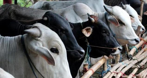 Petugas Temukan Cacing Dalam Hati 7 Ekor Sapi Kurban