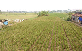 Sulitnya Kota Cimahi Andalkan Hasil Pangan Sendiri