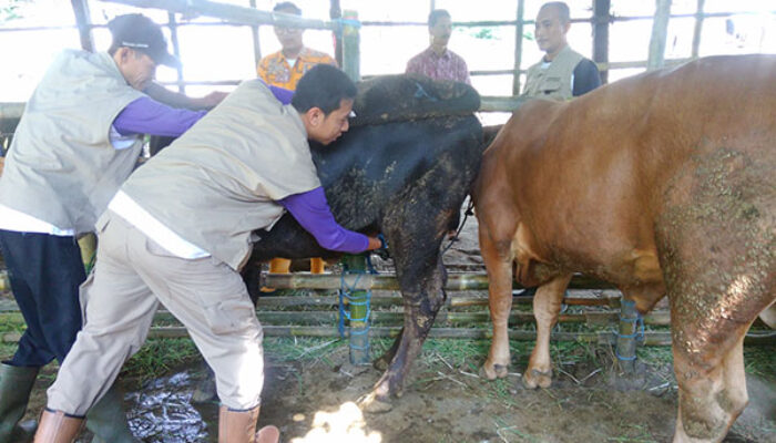Tips Memilih Hewan Kurban Sehat dari Puskeswan Cimahi