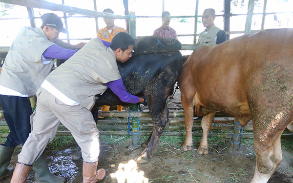 Tips Memilih Hewan Kurban Sehat dari Puskeswan Cimahi