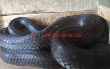 Waduh  !!!! Ular Cobra Hitam itu Nyaris Melukai Anak-anak
