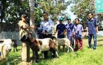 Peduli Sosial Masyarakat, PT RSI Sumbang 30 Ekor Hewan Kurban