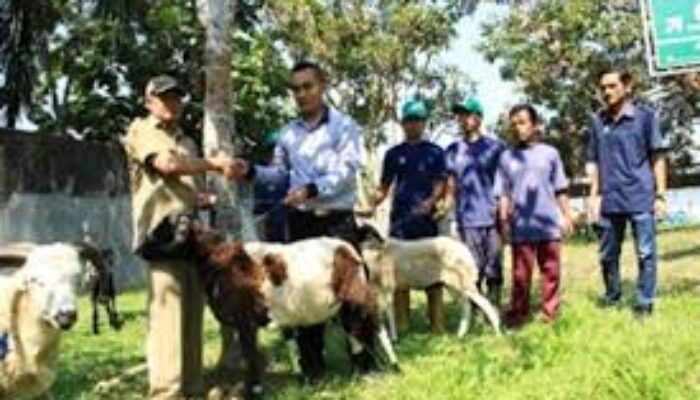 Peduli Sosial Masyarakat, PT RSI Sumbang 30 Ekor Hewan Kurban