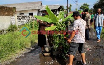 Merasa Dibohongi Pemerintah Warga Tanam Pohon di Sepanjang Jalan