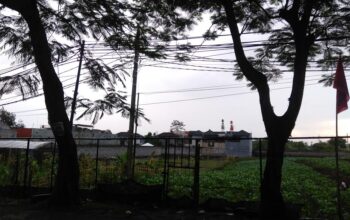 KLH Siapkan KTP Pohon, Tapi Kenapa Baru Tahun Depan?