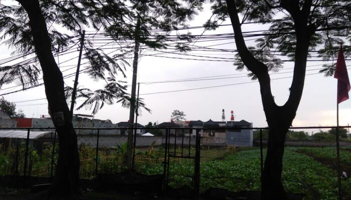 KLH Siapkan KTP Pohon, Tapi Kenapa Baru Tahun Depan?