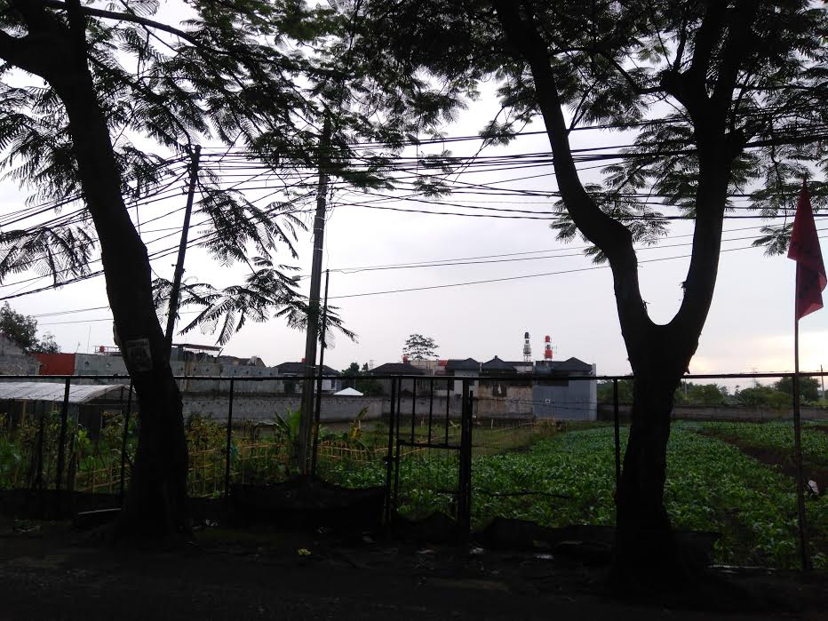 KLH Siapkan KTP Pohon, Tapi Kenapa Baru Tahun Depan?