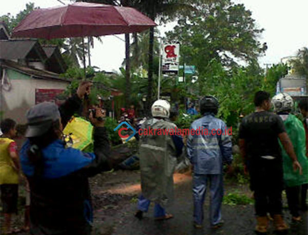 Pohon Mahoni Tumbang Ganggu Jalur Utama Pangandaran - Cijulang