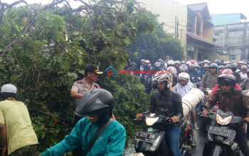 Pohon Tua Tumbang Sempat Macetkan Jalan Amir Machmud Cimahi