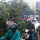 Pohon Tua Tumbang Sempat Macetkan Jalan Amir Machmud Cimahi