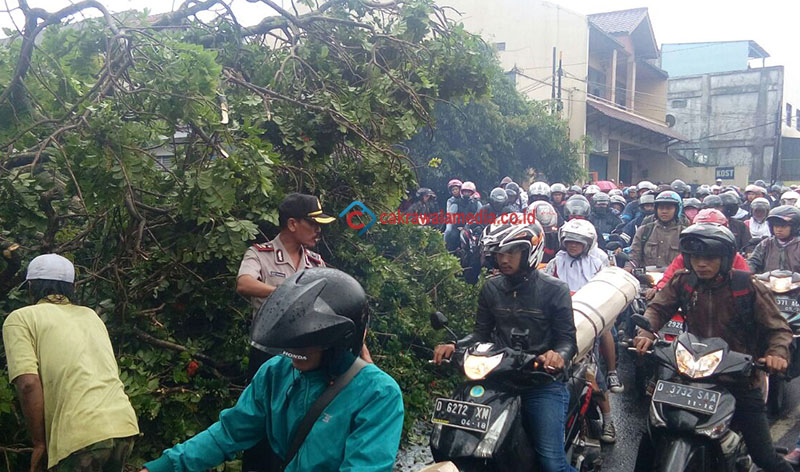Pohon Tua Tumbang Sempat Macetkan Jalan Amir Machmud Cimahi