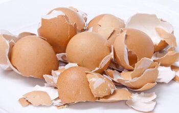 Manfaat Kulit Telur Bagi Kesehatan Kulit