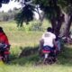 Kawasan Puncak Jadi Tempat Memadu Kasih