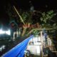 Pohon Waru di Pangandaran Tumbang Timpa Gerobak Tahu Pedas