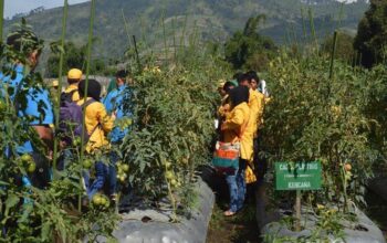 Pertanian Perlu Lakukan Sentralisasi Untuk Mengontrol Harga Komoditi