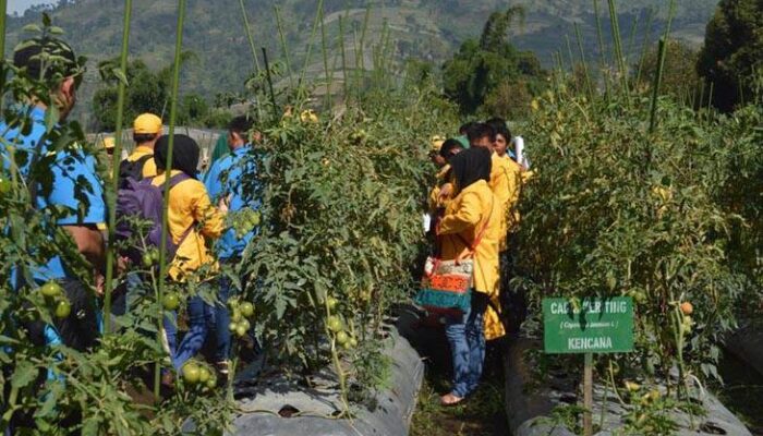 Pertanian Perlu Lakukan Sentralisasi Untuk Mengontrol Harga Komoditi