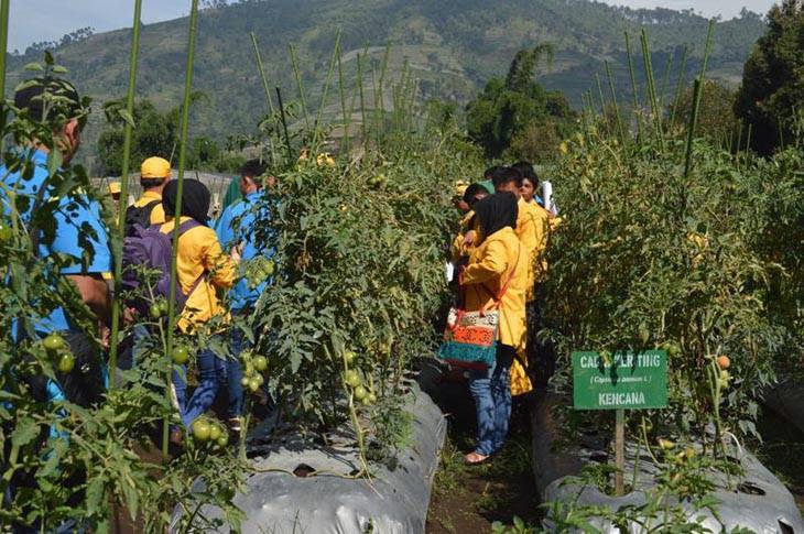 Pertanian Perlu Lakukan Sentralisasi Untuk Mengontrol Harga Komoditi
