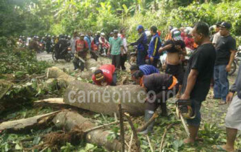 Pohon Rimba Tumbang Akibat Lapuk dan Terjangan Angin Kencang