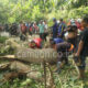 Pohon Rimba Tumbang Akibat Lapuk dan Terjangan Angin Kencang