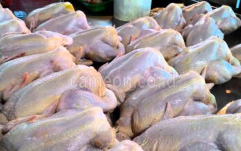 Harga Daging Ayam Diprediksi Naik Jelang Puasa