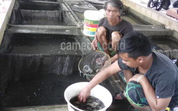 Harga Ikan di Depo Melambung Hingga 20 Persen