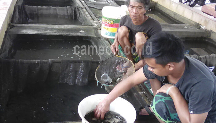 Harga Ikan di Depo Melambung Hingga 20 Persen