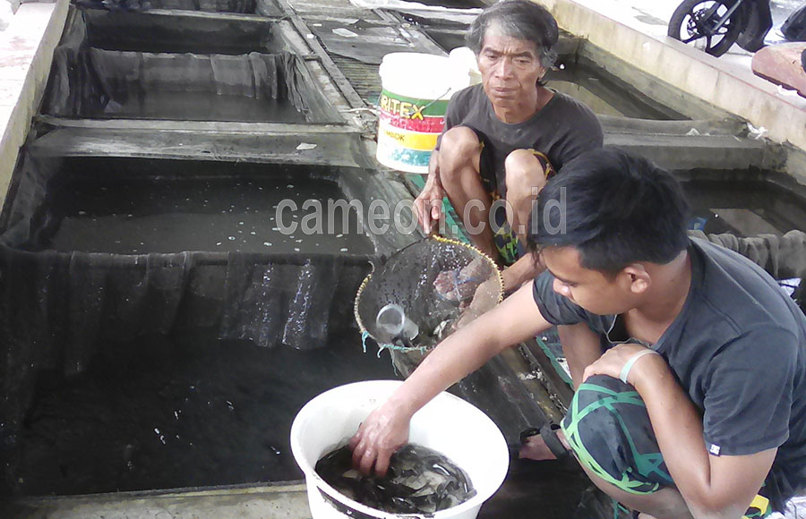 Harga Ikan di Depo Melambung Hingga 20 Persen