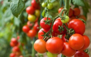 Miris, Harga Tomat Hanya Rp. 700/Kg