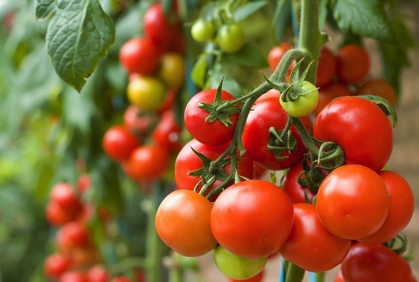 Miris, Harga Tomat Hanya Rp. 700 per Kg