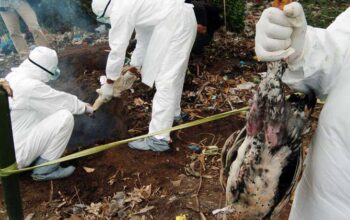 Ratusan Unggas Mati Mendadak di Cimahi
