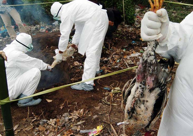 Ratusan Unggas Mati Mendadak di Cimahi