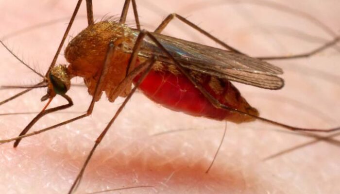 29 Ribu Kasus Malaria Terjadi di NTT