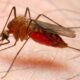 29 Ribu Kasus Malaria Terjadi di NTT