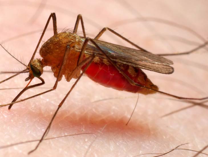 29 Ribu Kasus Malaria Terjadi di NTT