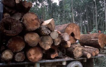 Perhutani Dan Polisi Berhasil Gagalkan Enam Pelaku Ilegal Loging di Pangandaran