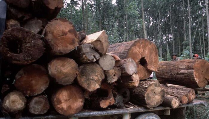 Perhutani Dan Polisi Berhasil Gagalkan Enam Pelaku Ilegal Loging di Pangandaran